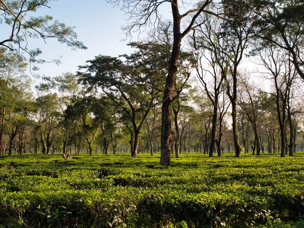 Assam Grand Tour – 7 Nights / 8 Days family package to Assam