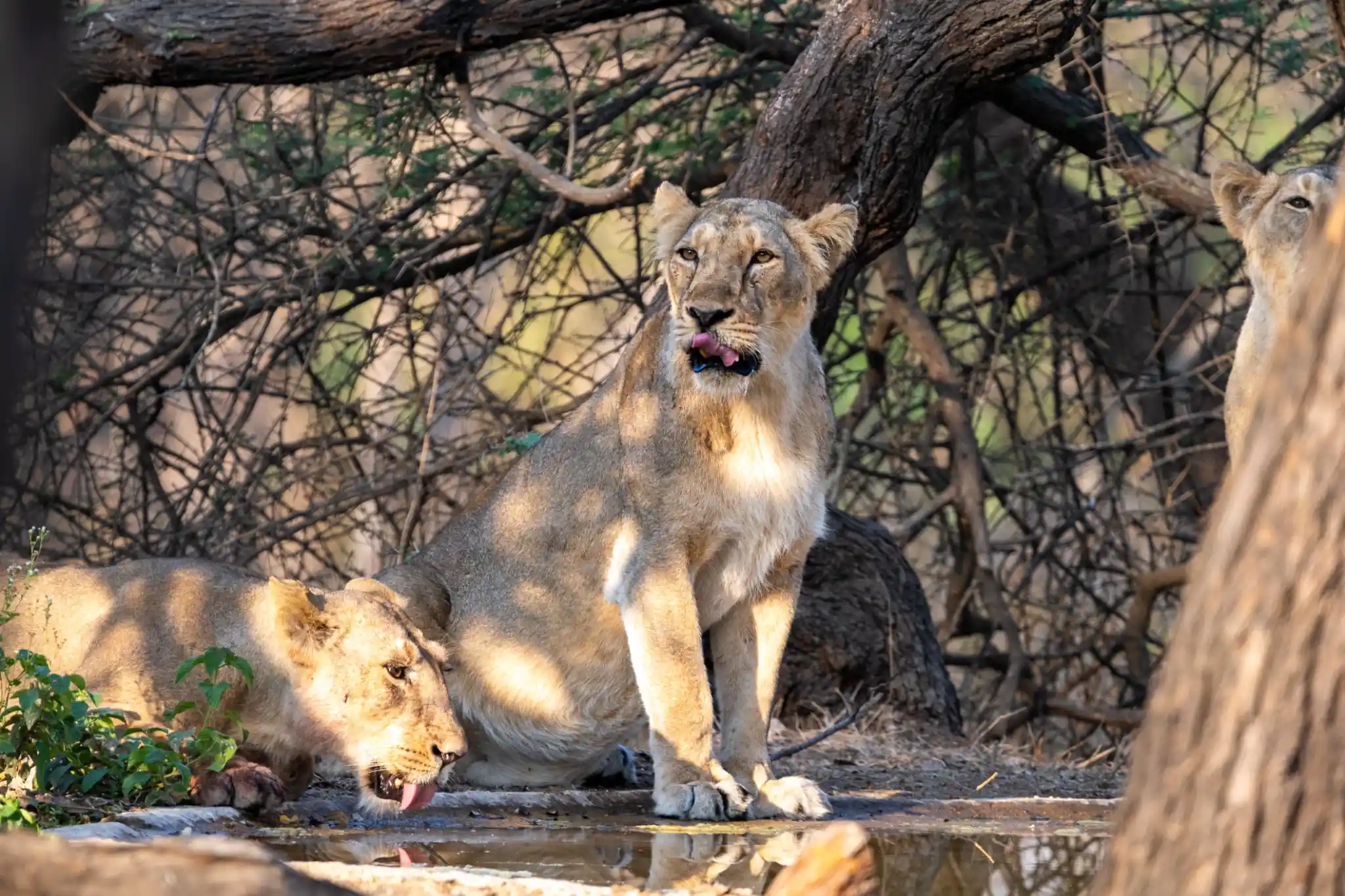 Gir National Park Wildlife Package – 3 Nights / 4 Days wildlife package to Gujarat