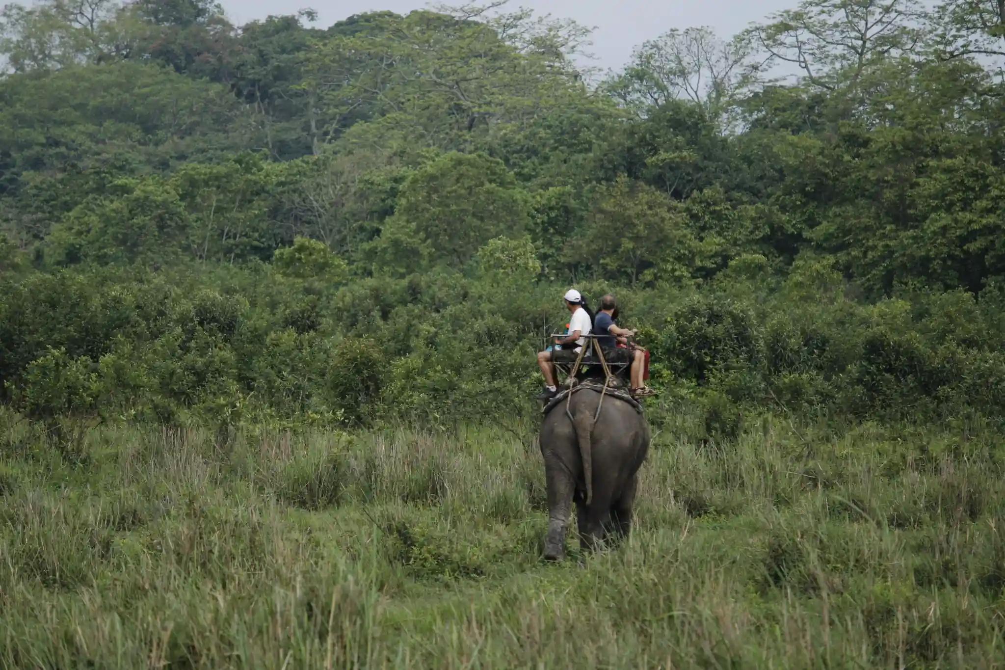 Guwahati & Kaziranga National Park Tour – 4 Nights / 5 Days wildlife package to Assam