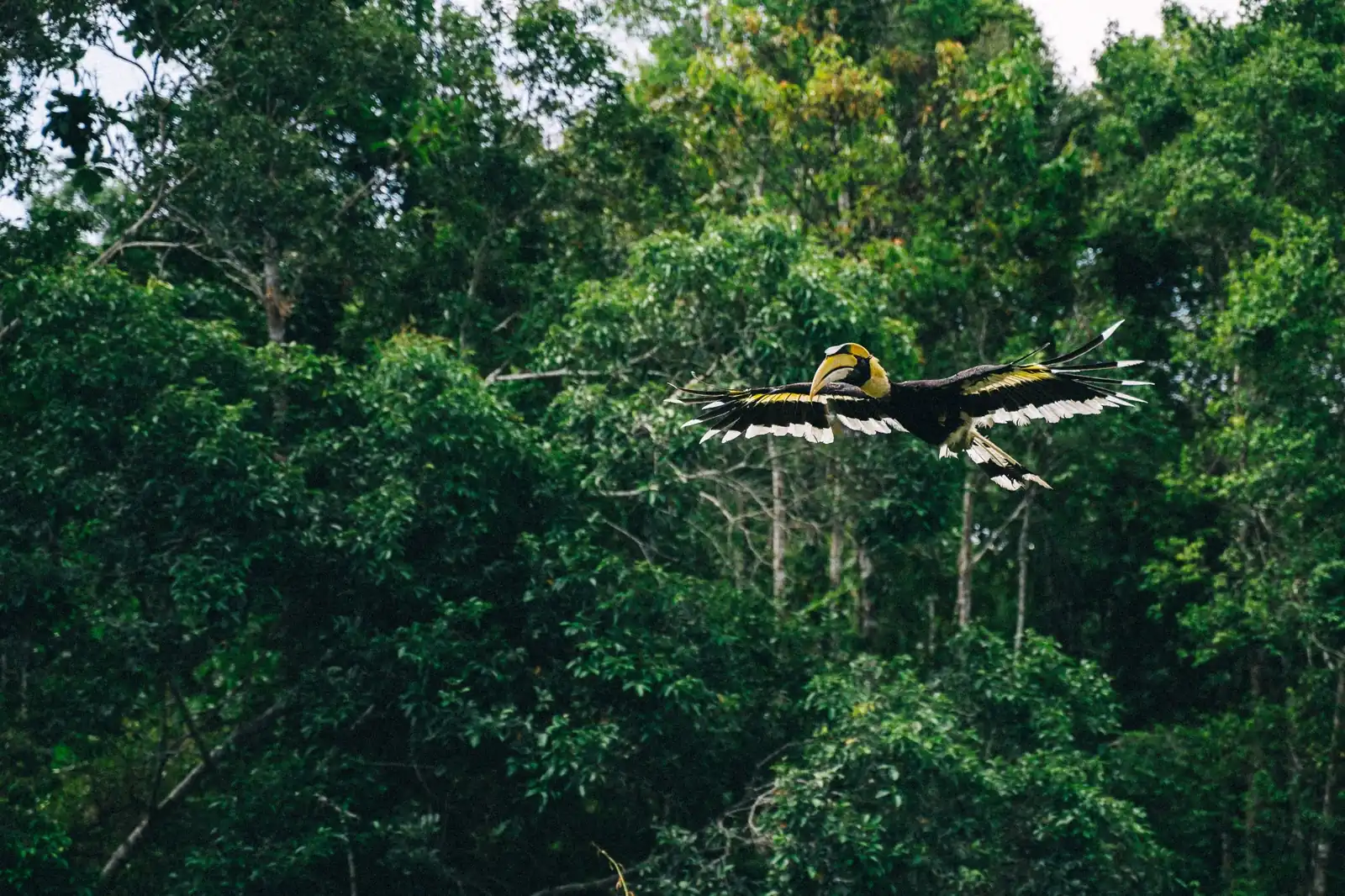 Hornbill Festival Tour Package – 5 Nights / 6 Days festival package to Nagaland