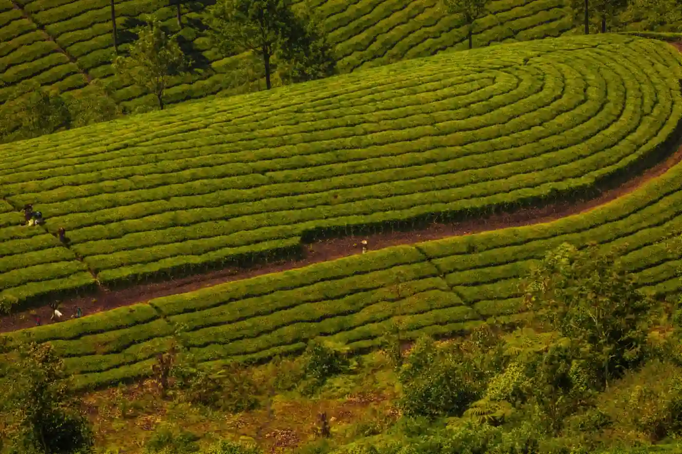 Kerala Family Tour Package – 5 Nights / 6 Days family-tours package to Kerala
