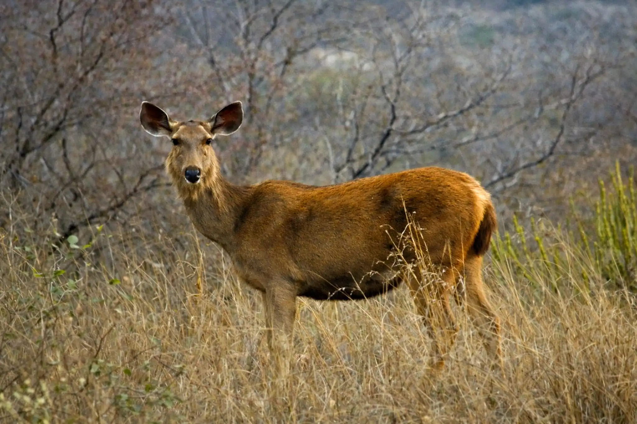 Ranthambore Wildlife Tour Package – 3 Nights / 4 Days wildlife package to Rajasthan