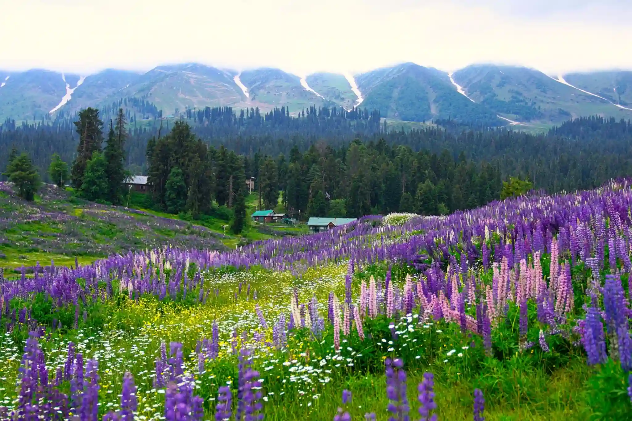 Valley of Flowers Trek Package – 5 Nights / 6 Days trekking package to Uttarakhand